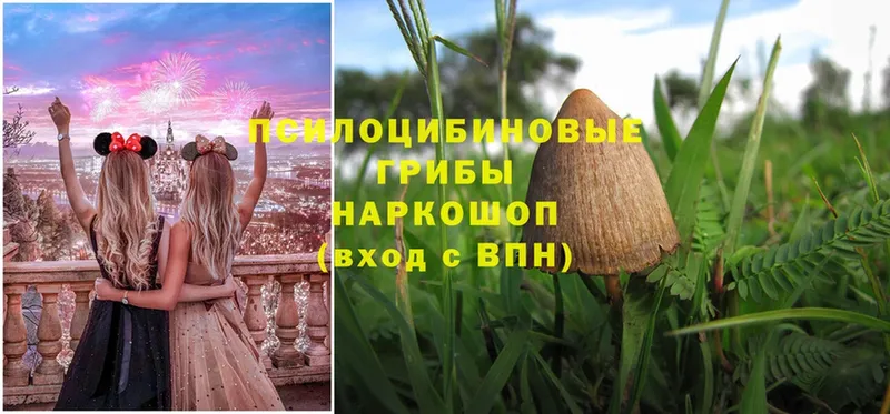 Галлюциногенные грибы Magic Shrooms  закладка  Галич 